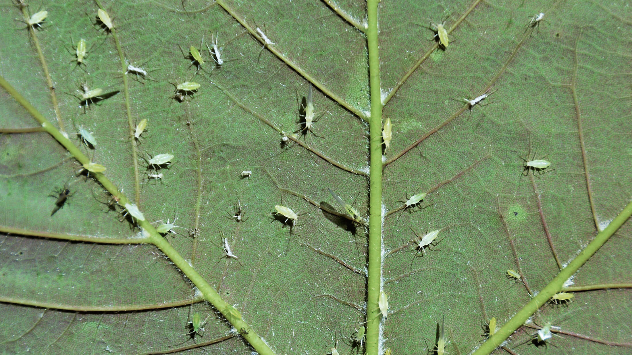 Parasites on a leaf