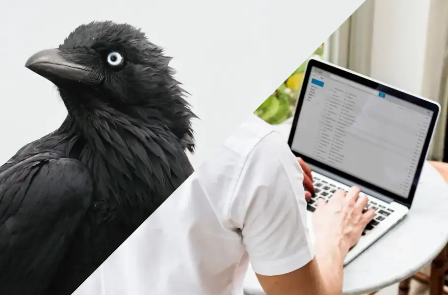 Black raven and a person typing on a laptop