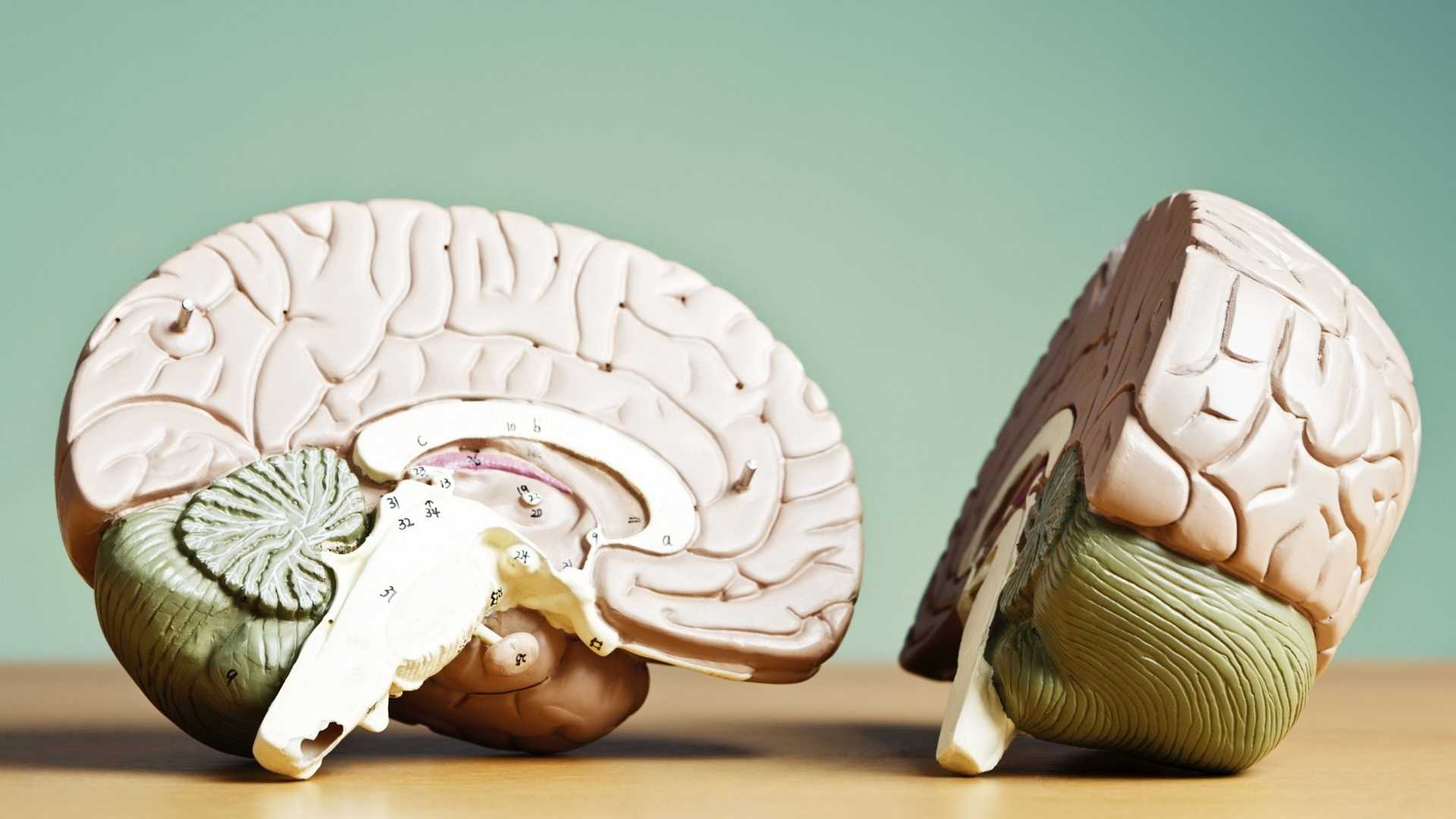 brain dummy with numbers on it