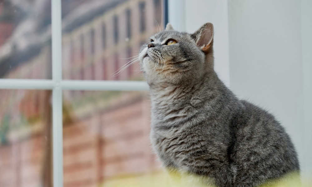 cat looking up