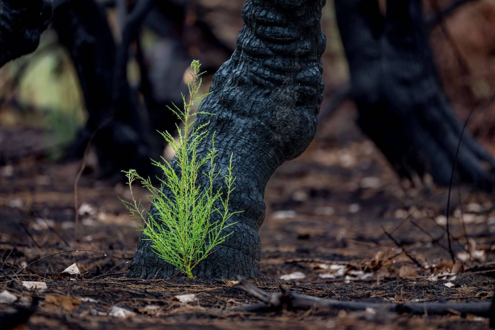 closeup shot of a green plant growing in front of 2023 11 27 05 04 54 utc 1 1