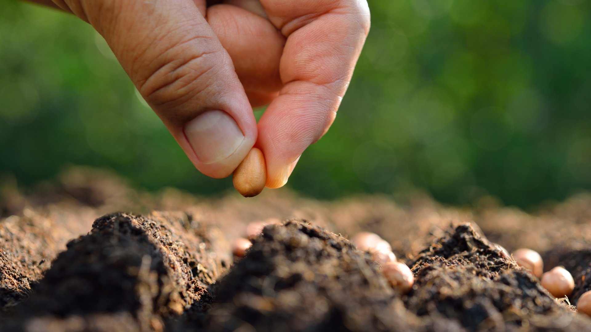 hand planting a seed