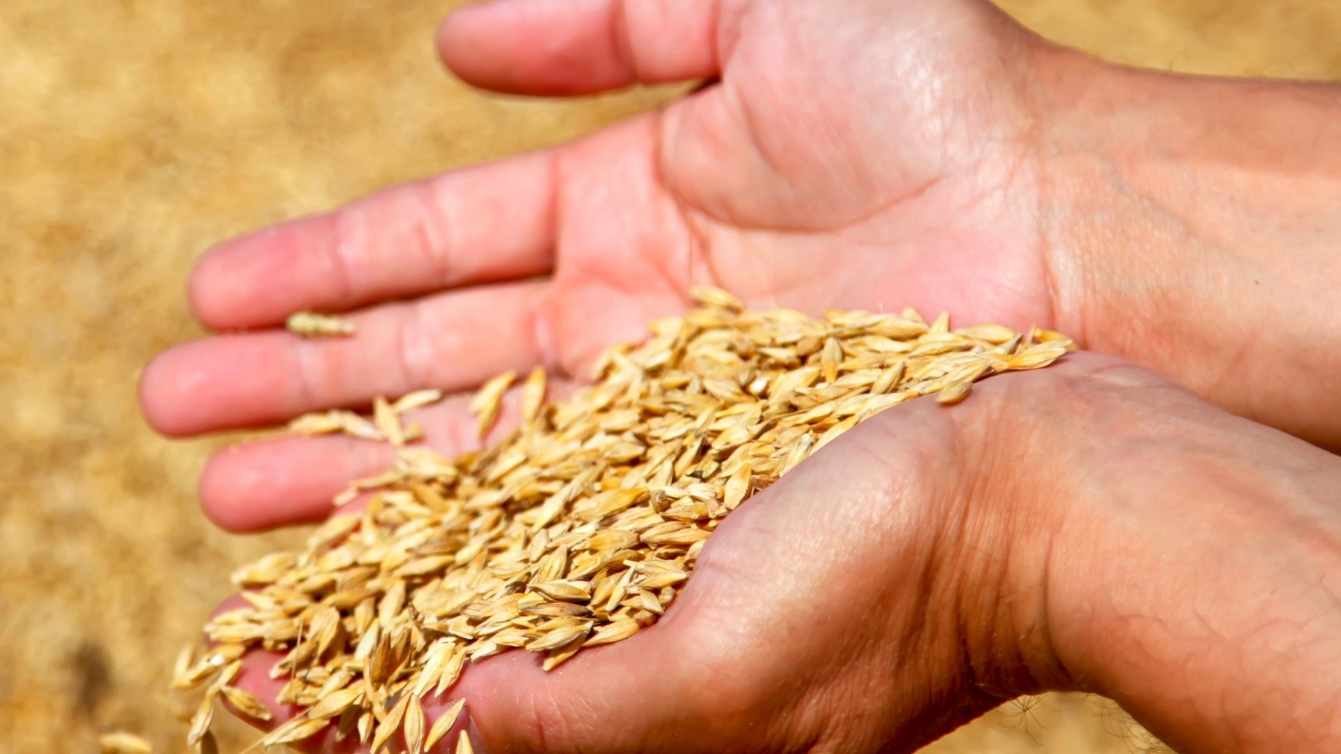 hand with dried grains of rice