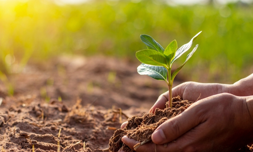 seedling being planted